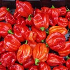 Scotch Bonnet Red Chillies � Grade A